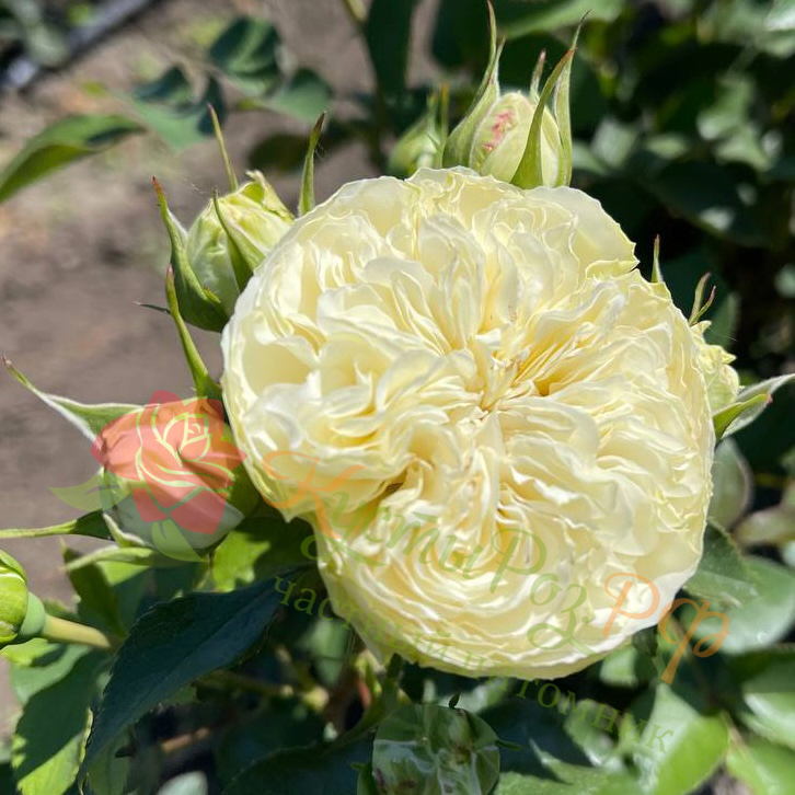 Викториан Вайт (Victorian White) в Махачкале