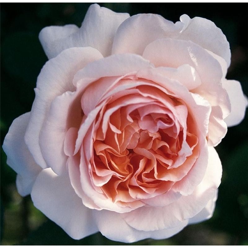 Андре ле Нотр (Andre Le Notre) в Махачкале