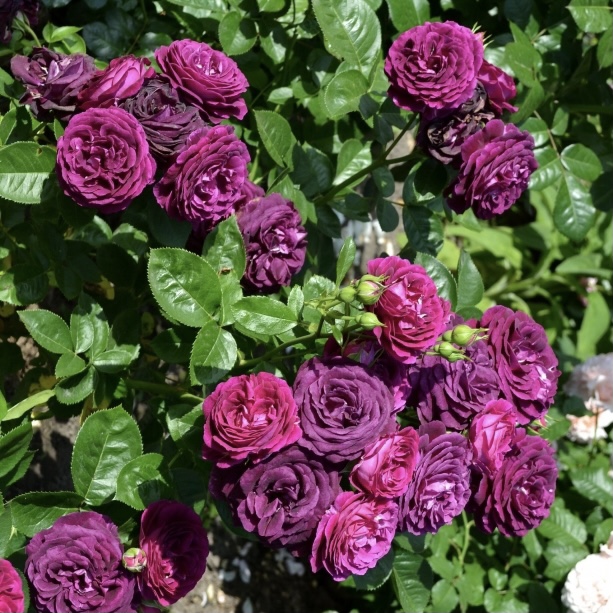 Твайлайт Зоун в Махачкале