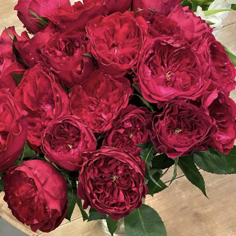 Дарси в Махачкале