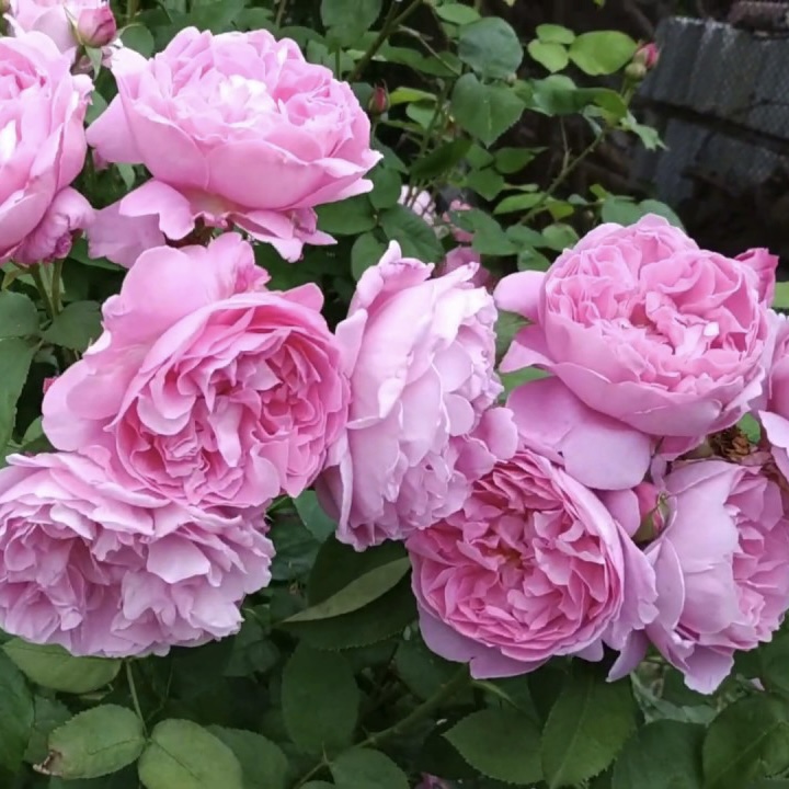 Мэри Роуз в Махачкале