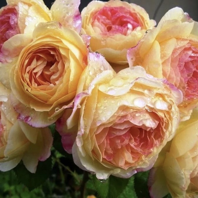 Розаман Жанон в Махачкале