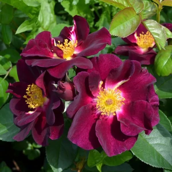 Найт Оул в Махачкале