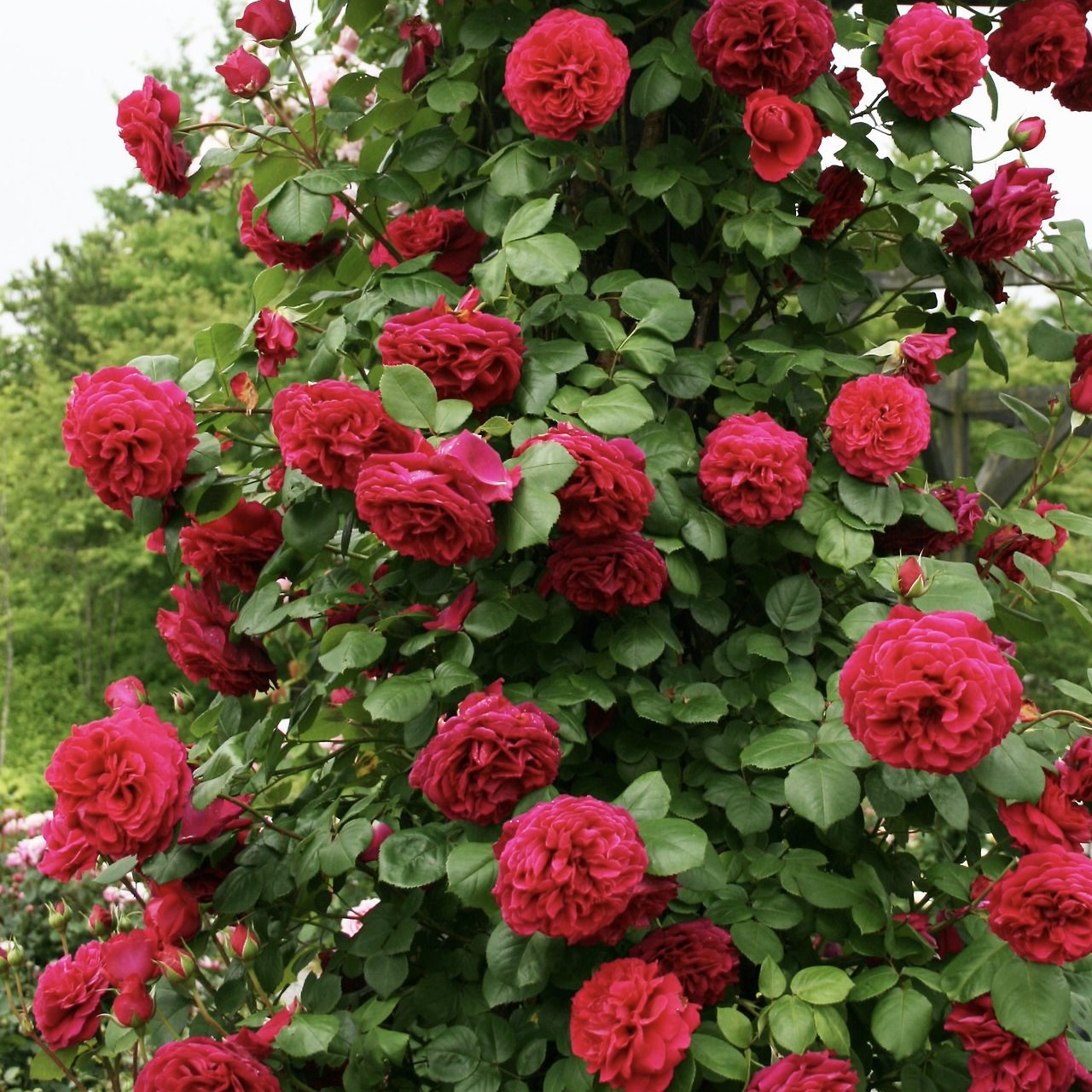 Тесс оф зе Д’эрбервилль в Махачкале