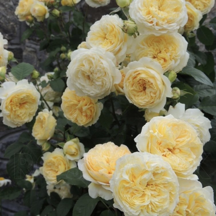 Нельсон Монфор в Махачкале