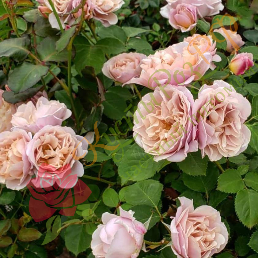 Йоли (Ioli) в Махачкале