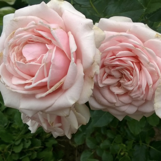 Лакре в Махачкале