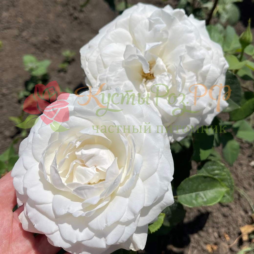 Принцесса Миюки в Махачкале