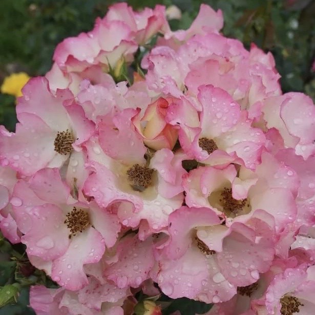 Лиола (Liolà) в Махачкале