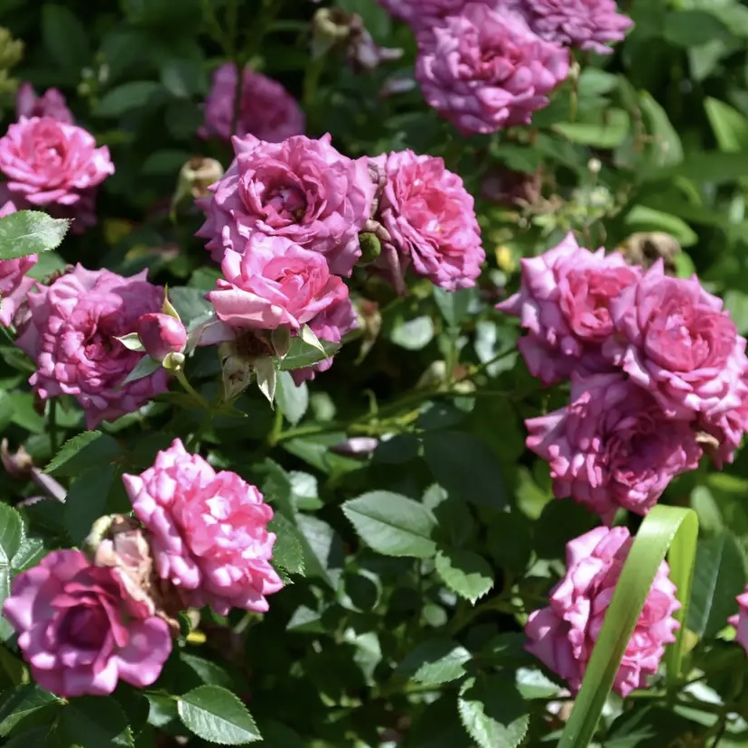 Лавендер Джувел (Lavender Jewel) в Махачкале