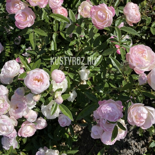 Пинк Морсдаг (Morsdag Pink) в Махачкале