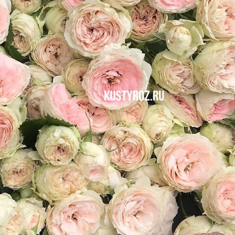 Пашмина Саммерхаус (Pashmina Summerhouse) в Махачкале