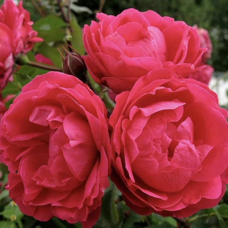 Александр Маккензи (Alexander MacKenzie) в Махачкале