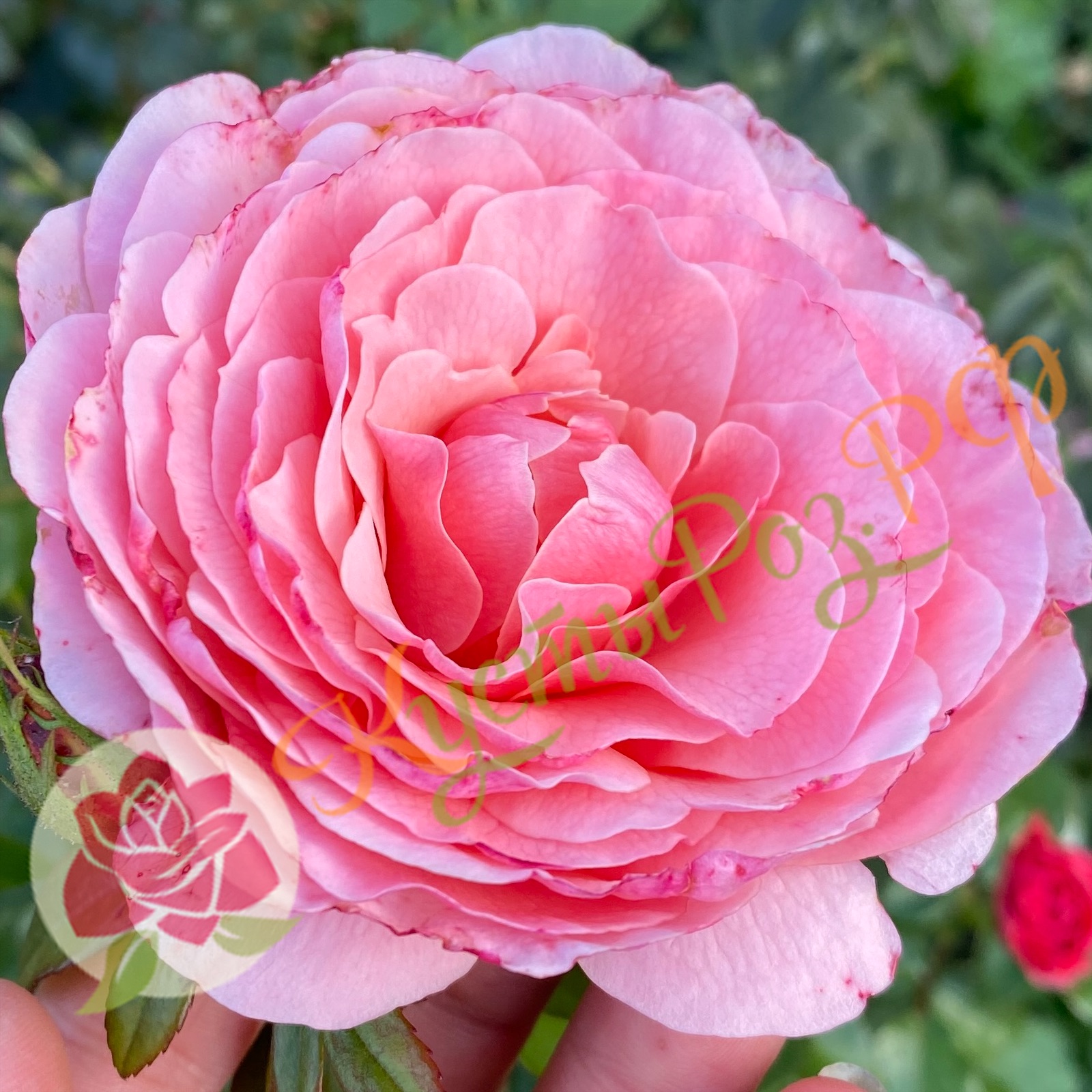 Тиклед Пинк (Tickled Pink) в Махачкале