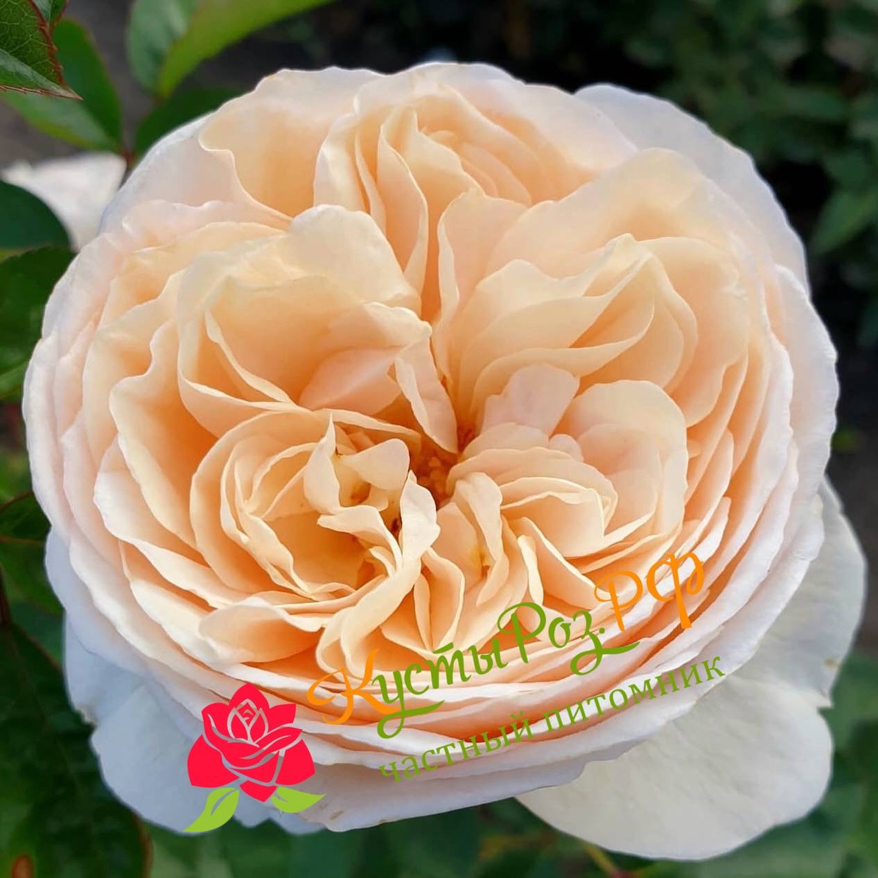 Эзра (Ezra) в Махачкале