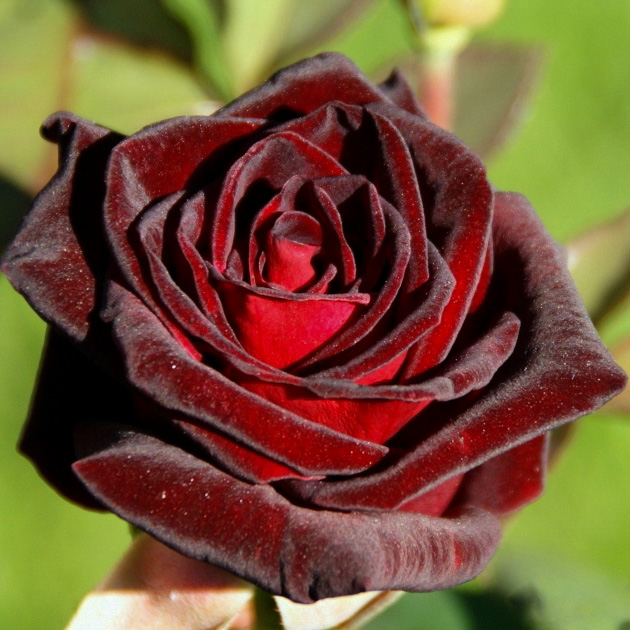 Блэк баккара (Black Baccara) в Махачкале