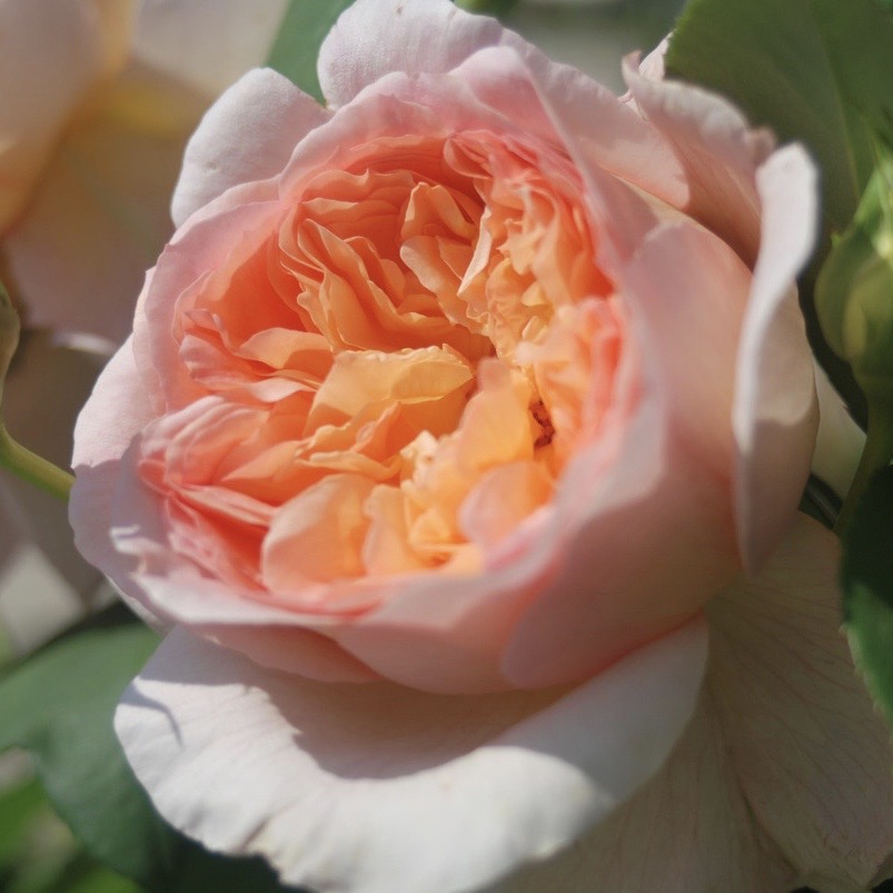 Папи Дельбар (Papi Delbard) в Махачкале