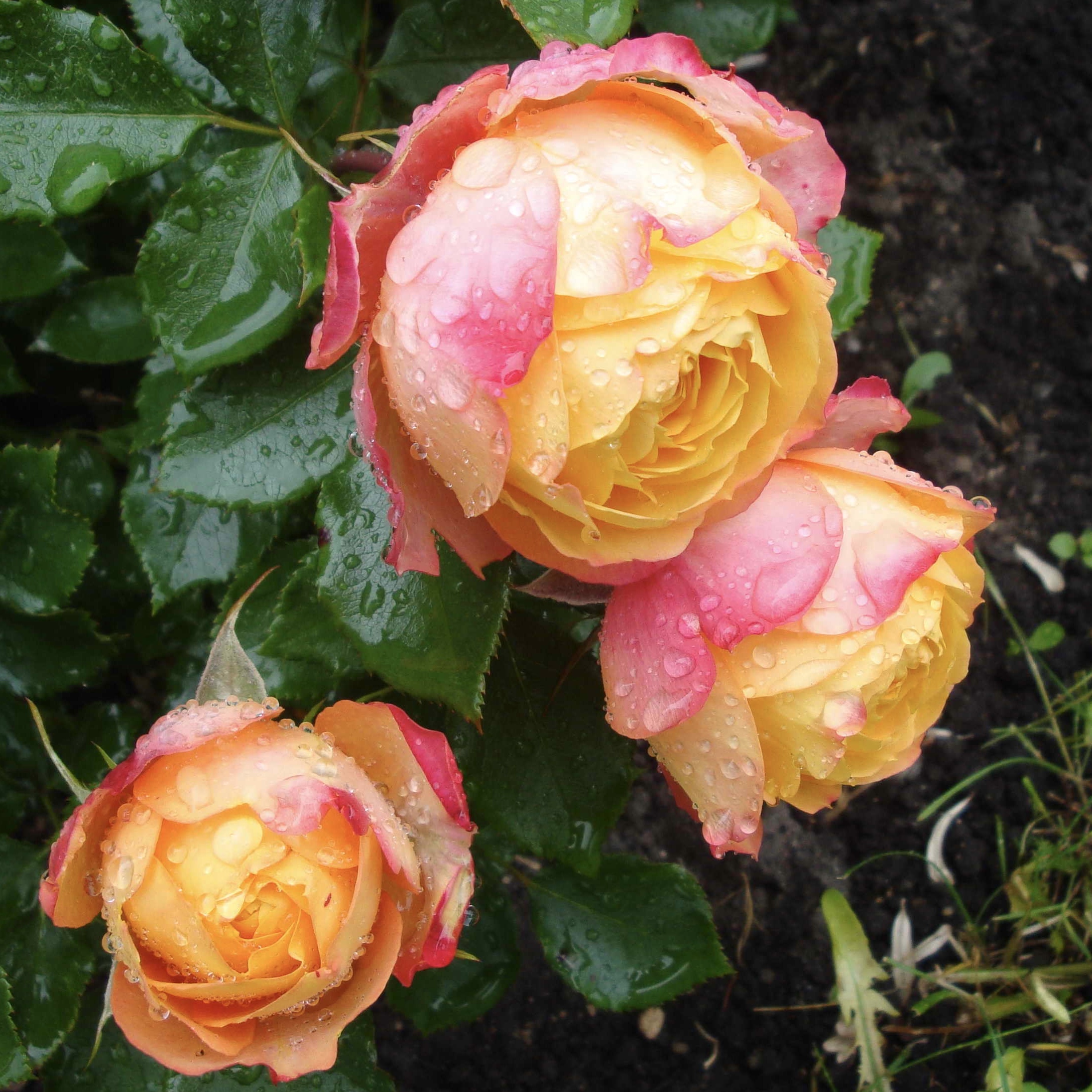 Беби Романтика в Махачкале