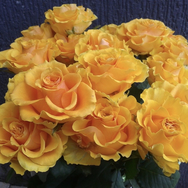 Сфинкс (Sphinx) в Махачкале