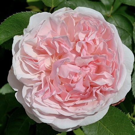 Сейнт Суитун в Махачкале