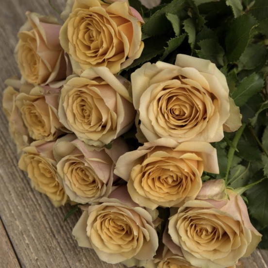 Голден Мустард (Golden Mustard) в Махачкале