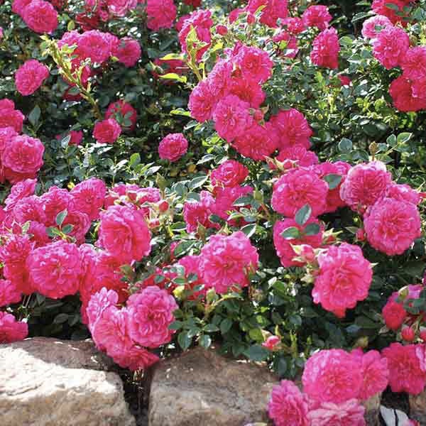 Книрпс в Махачкале