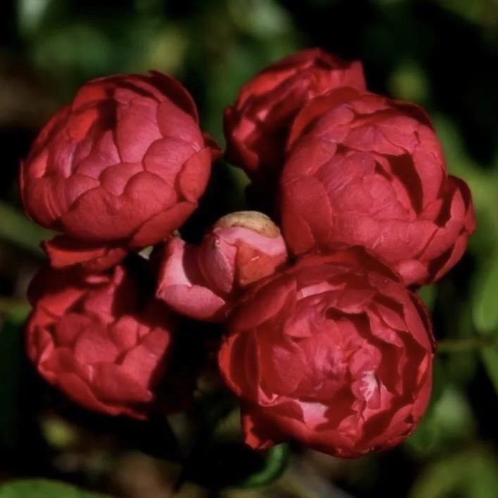 Ред Морсдаг в Махачкале