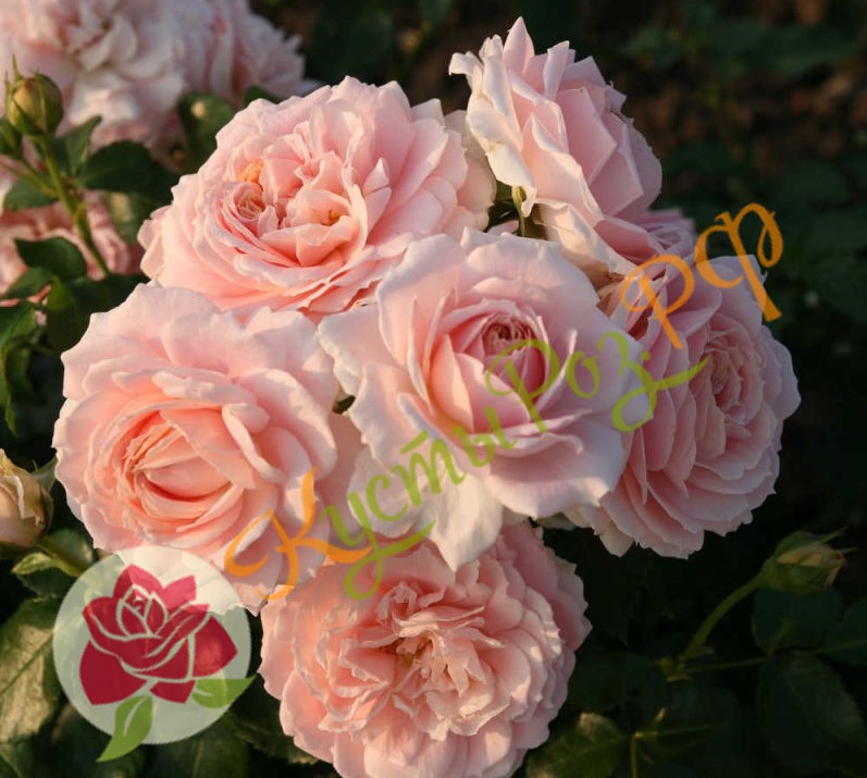 Кремоза (Cremosa) в Махачкале