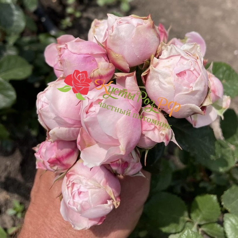 Сильва Пинк (SILVA PINK) в Махачкале