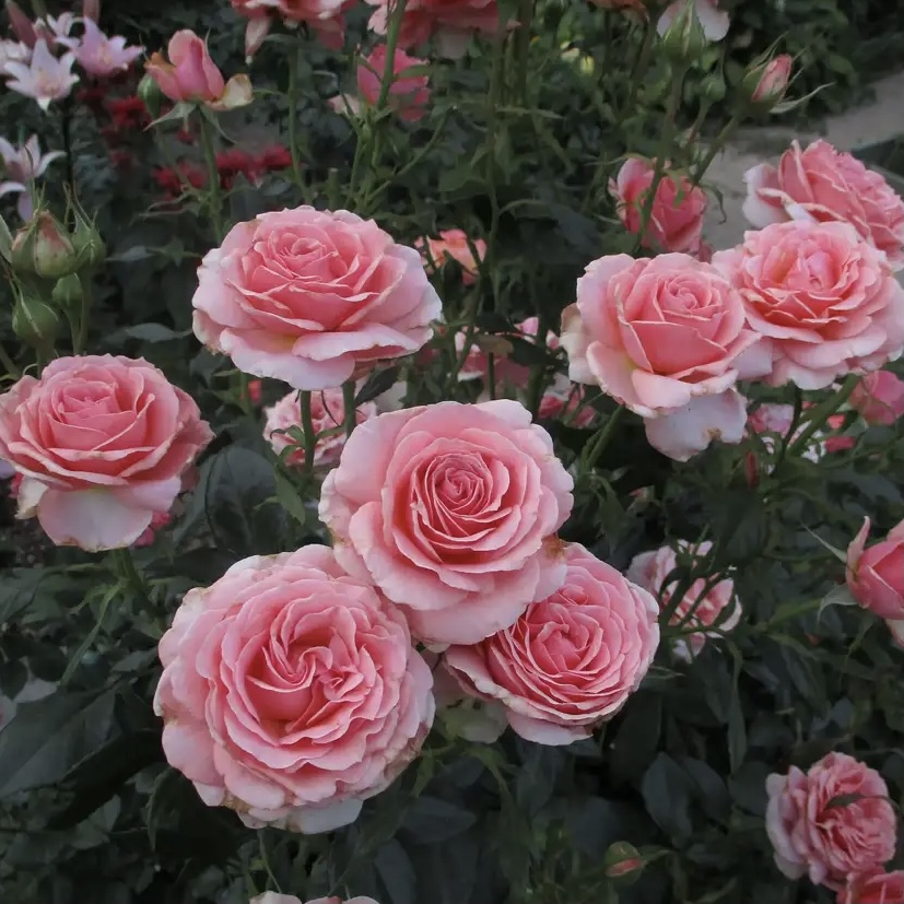 Поэзи в Махачкале