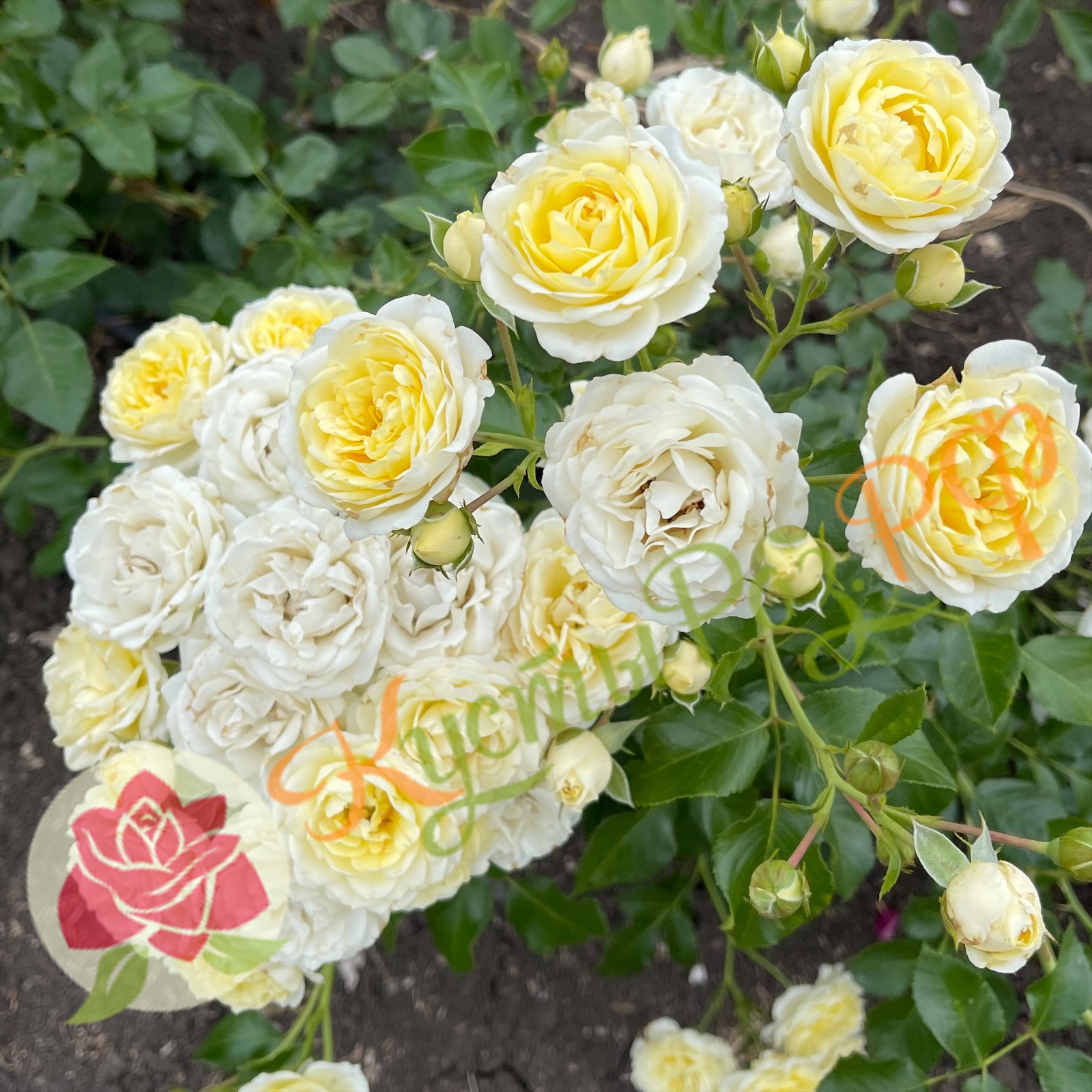 Ванилла Мейдиланд (Vanilla Meidiland) в Махачкале