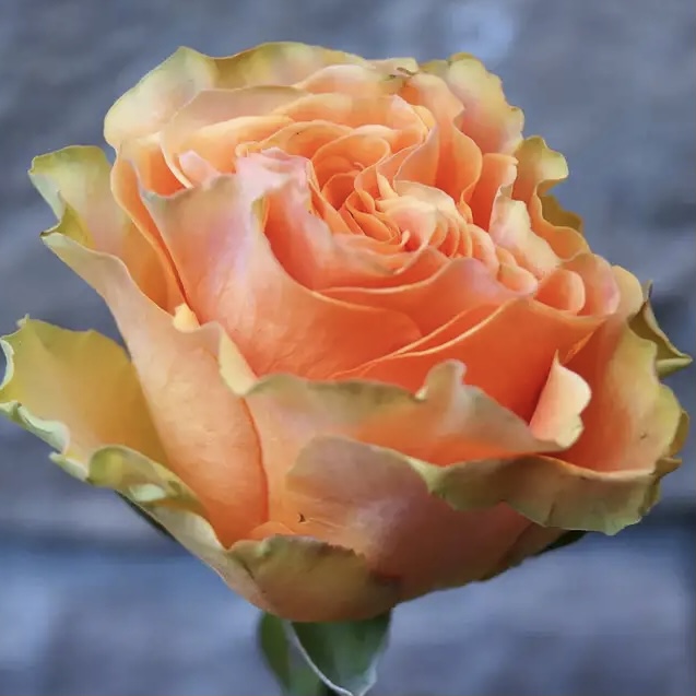 Пич Экспрешн в Махачкале