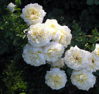 Свани (Rose Swany) в Махачкале