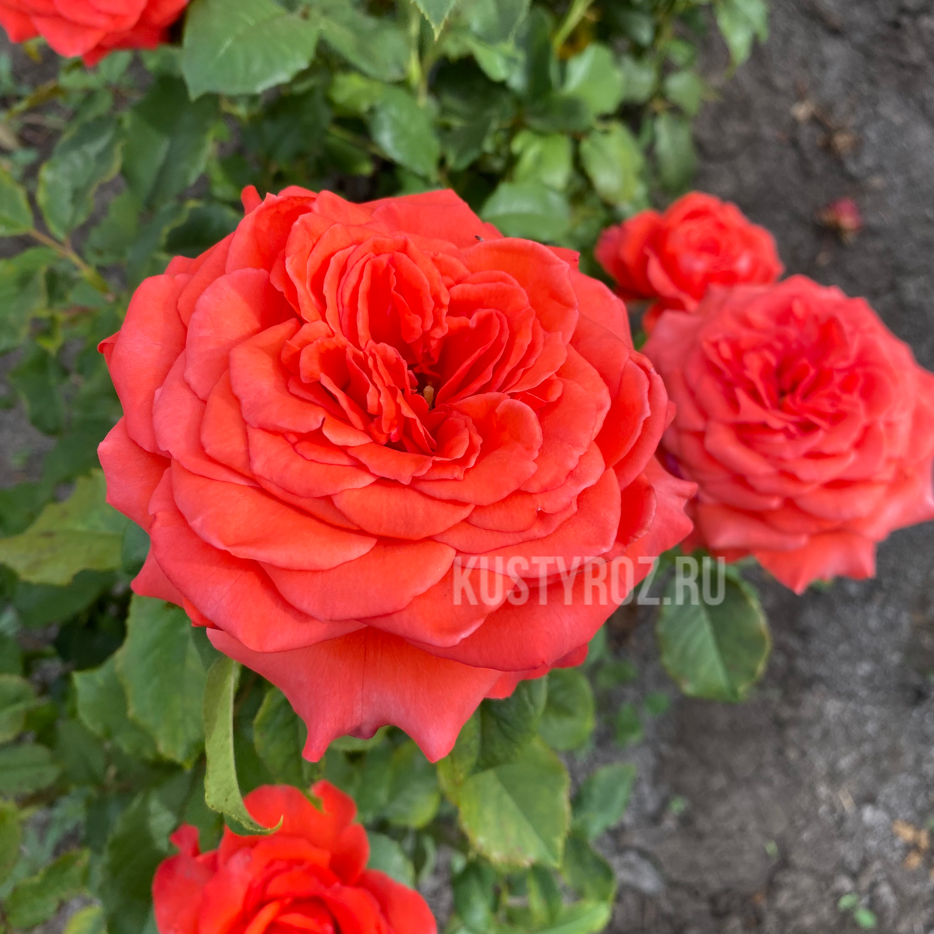 Нина Вейбул в Махачкале